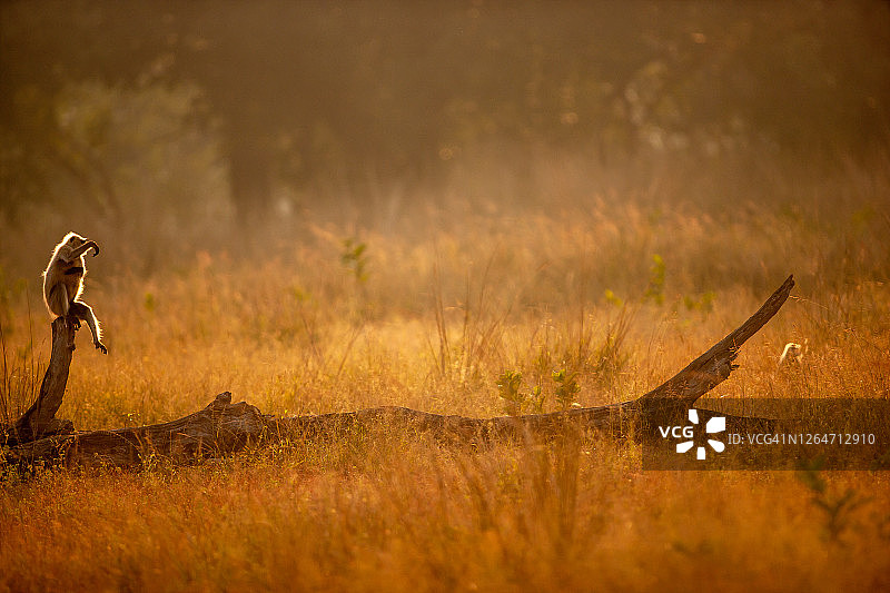 坐在树枝上的印度叶猴美景图片素材