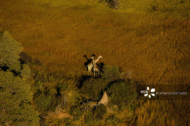 博茨瓦纳奥卡万戈三角洲长颈鹿（Giraffa camelopardalis）颈部的鸟瞰图图片素材