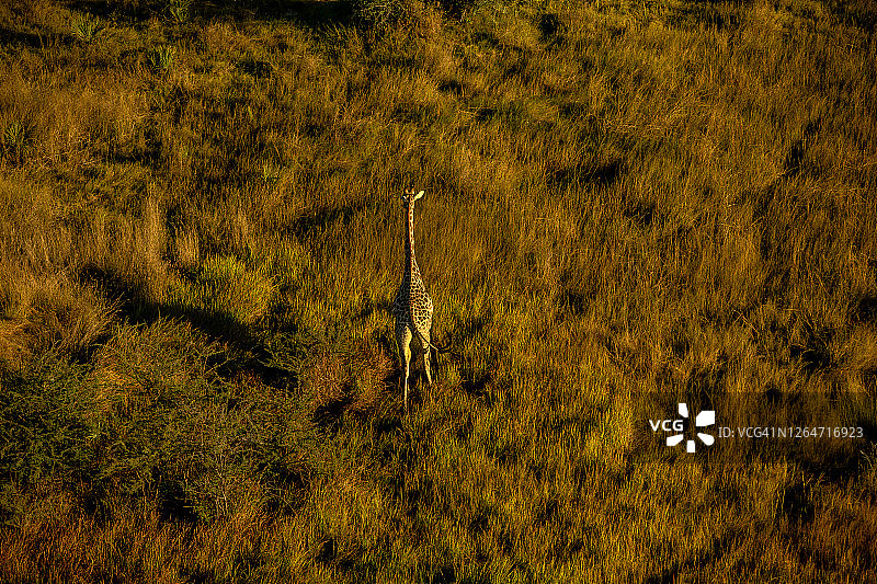 博茨瓦纳奥卡万戈三角洲长颈鹿航拍景观图片素材
