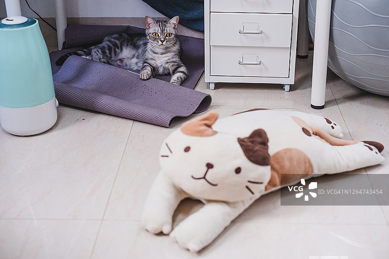 可爱的美短条纹猫玩玩具猫图片素材