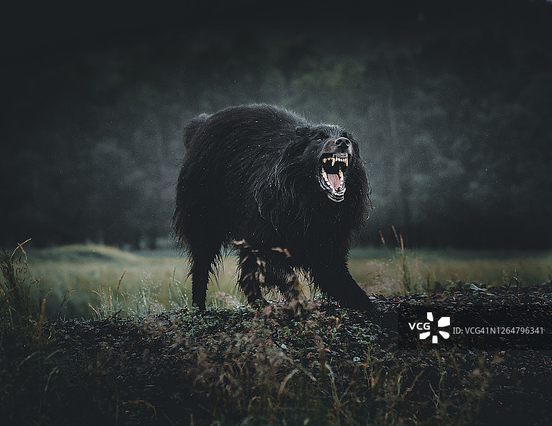 愤怒的狗图片素材