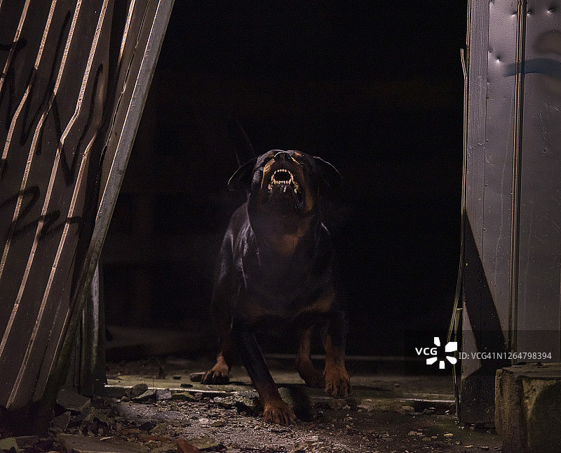 具有攻击性的垃圾场狗图片素材