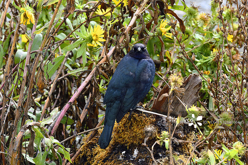 雄性黑鹂，位于温哥华岛埃斯基马尔特泻湖候鸟保护区图片素材