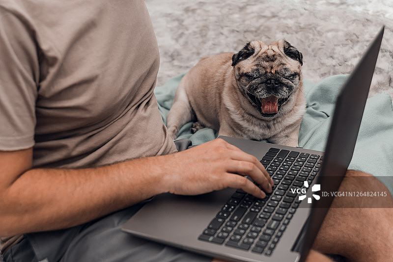男人在家用办公室工作，哈巴狗坐在他身边，隔离期间远程办公的概念图片素材