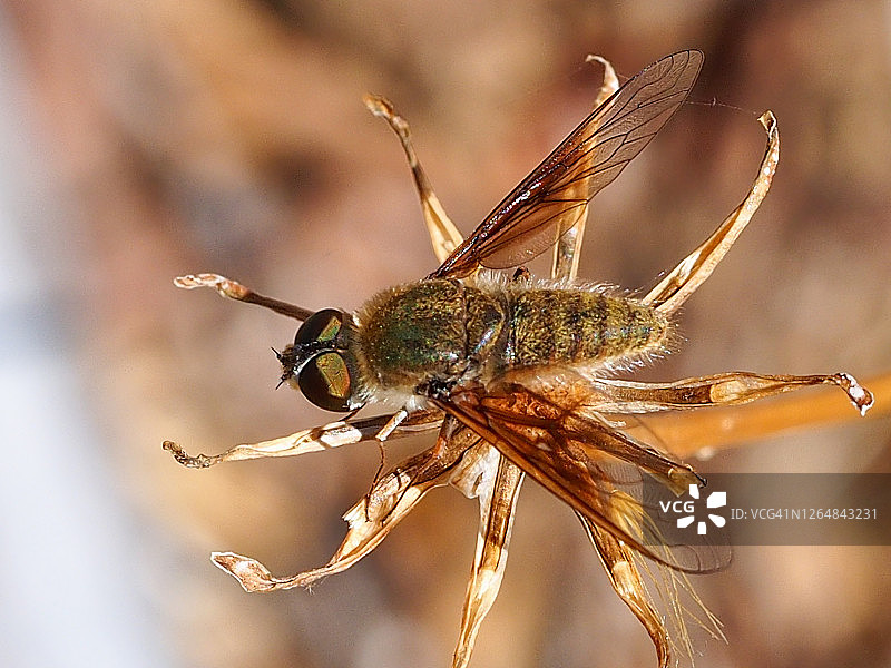 蜂蝇（Petrorossia hespera）图片素材