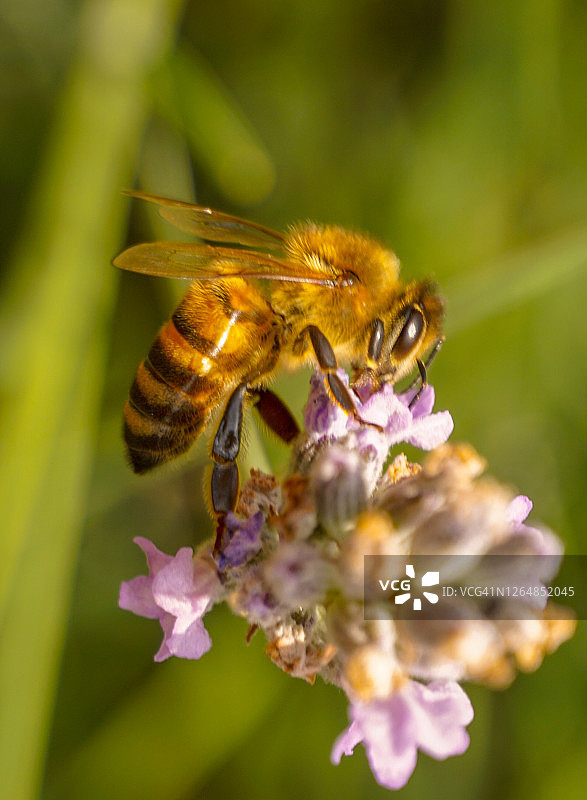 蜜蜂花朵特写图片素材