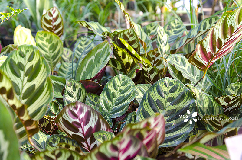 竹芋植物图片素材