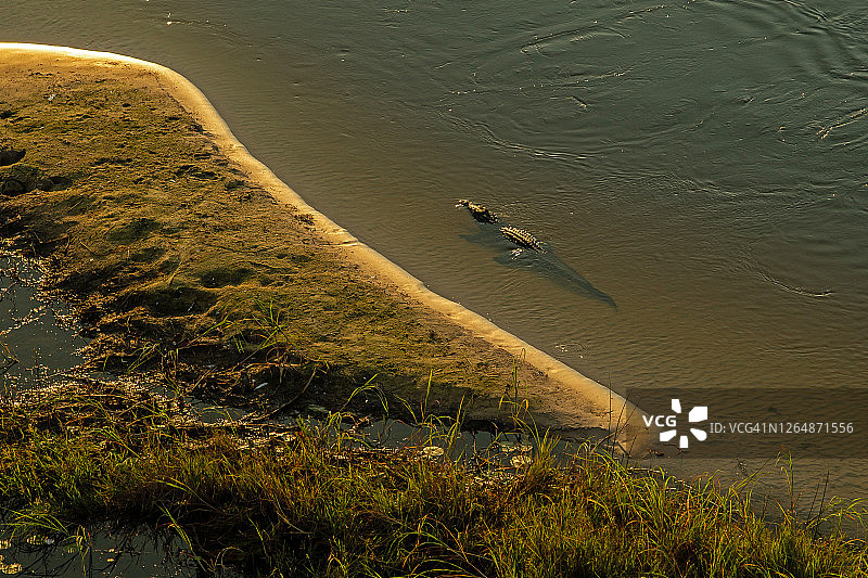 博茨瓦纳奥卡万戈三角洲尼罗鳄航拍图片素材