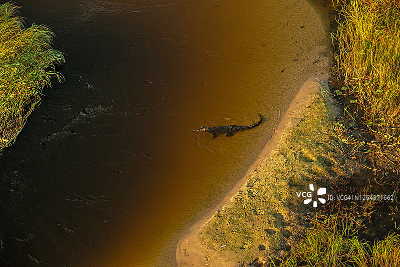 博茨瓦纳奥卡万戈三角洲尼罗鳄航拍图片素材