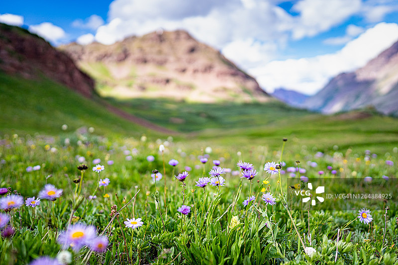 科罗拉多州的夏日野花图片素材