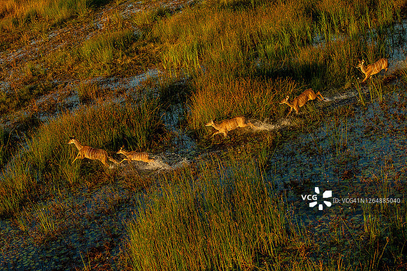 博茨瓦纳奥卡万戈三角洲，大捻角羚跃过沼泽地的航拍景观图片素材