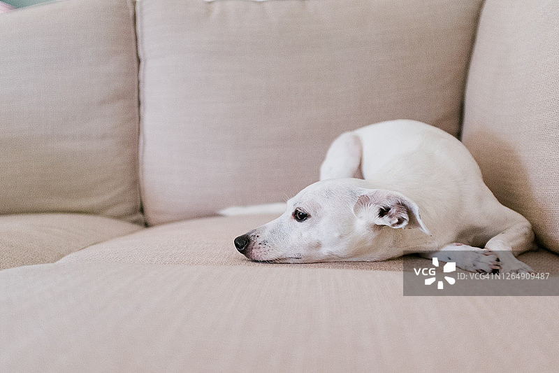 在沙发上休息的小白狗图片素材