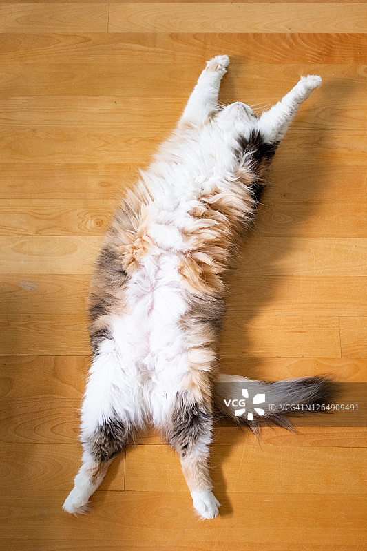 仰卧的花猫图片素材