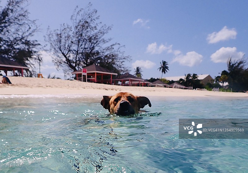 小狗在大开曼岛七英里海滩游泳图片素材