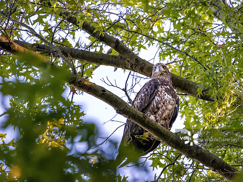 少年秃鹰图片素材