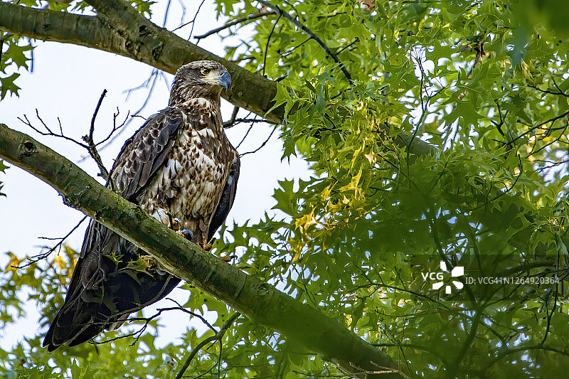 少年秃鹰图片素材
