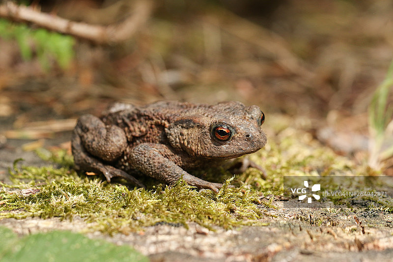 可爱的欧洲蟾蜍在林地边缘觅食图片素材