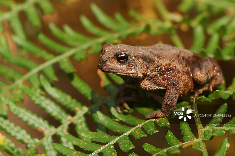正在捕猎的蟾蜍在林地中攀爬图片素材