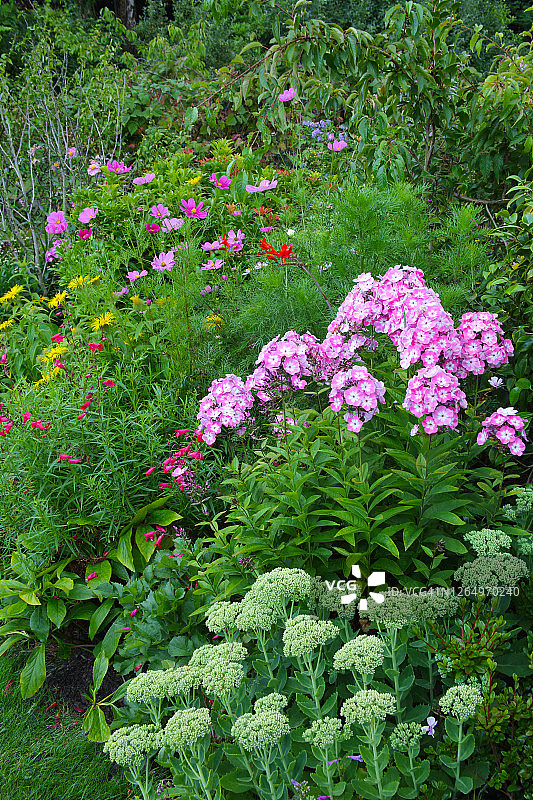英国花园中色彩缤纷的夏季花坛图片素材