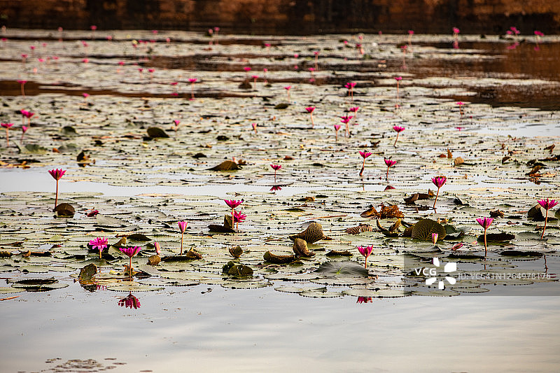 在柬埔寨吴哥寺内的皇家胜利之花图片素材