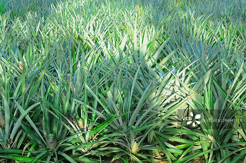 农场种植的热带水果菠萝图片素材