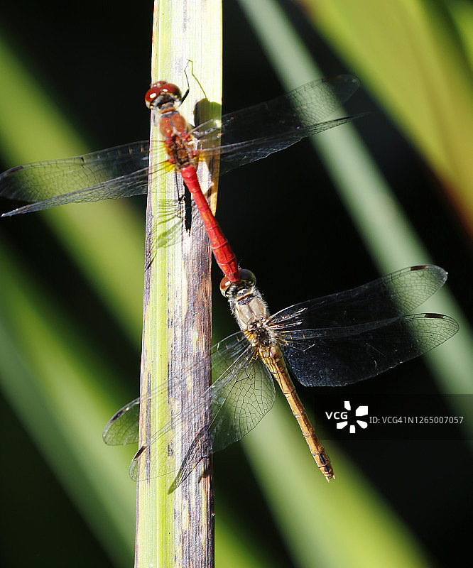 红脉蜻蜓交配图片素材
