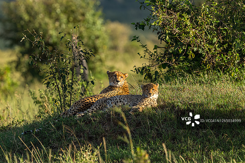 猎豹妈妈和幼崽在野外秘密地点休息图片素材