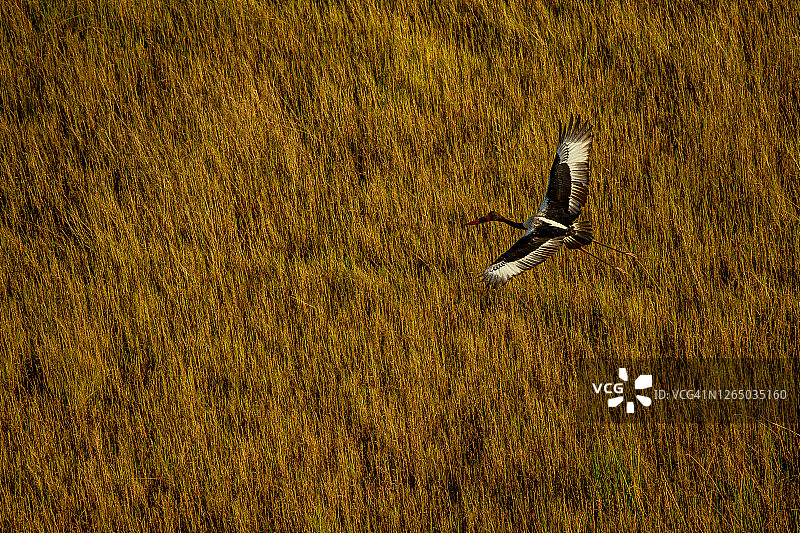 博茨瓦纳奥卡万戈三角洲的鞍嘴鹳飞行鸟瞰图图片素材