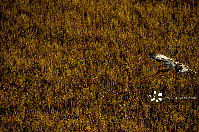 博茨瓦纳奥卡万戈三角洲，鞍嘴鹳飞行的鸟瞰图图片素材