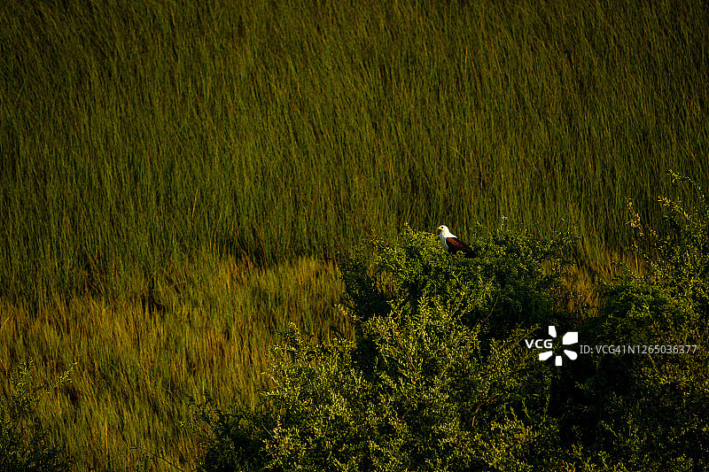 博茨瓦纳奥卡万戈三角洲：非洲海雕树上鸟瞰图片素材