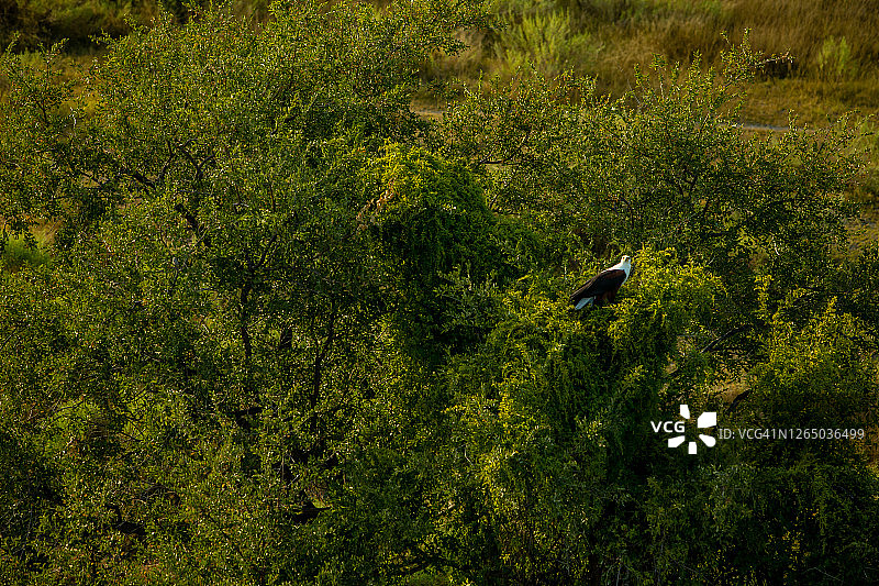 博茨瓦纳奥卡万戈三角洲非洲海雕航拍图片素材