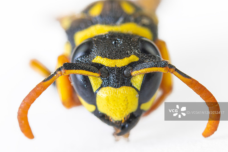 黄蜂特写图片素材