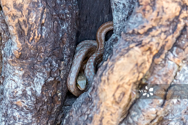 野生黑曼巴蛇图片素材