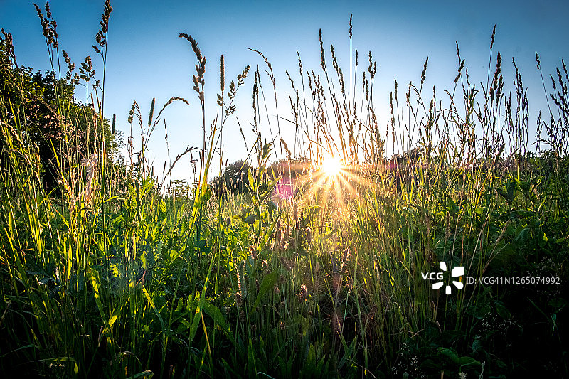 夏或秋季风景：阳光穿过田野的草和花朵，俄罗斯弗拉基米尔图片素材