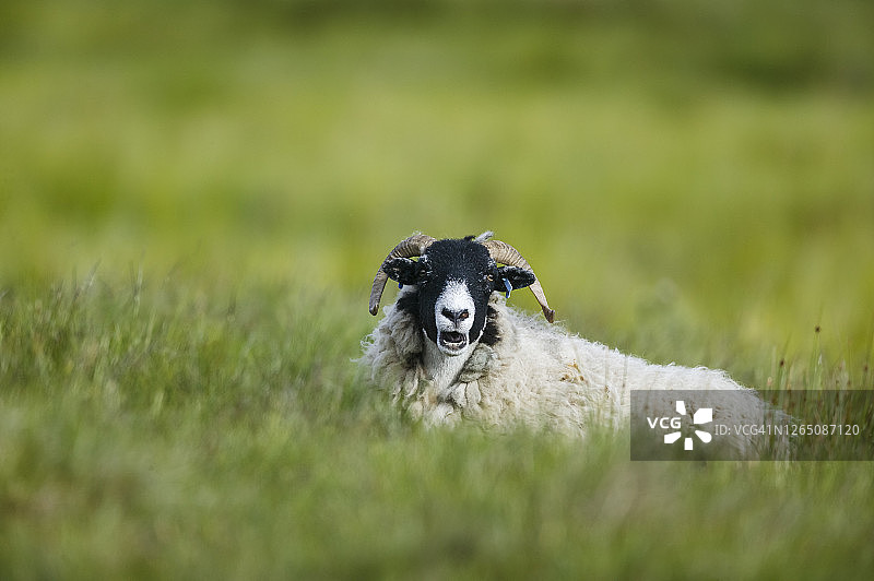 斯瓦勒代尔绵羊，英国约克郡图片素材