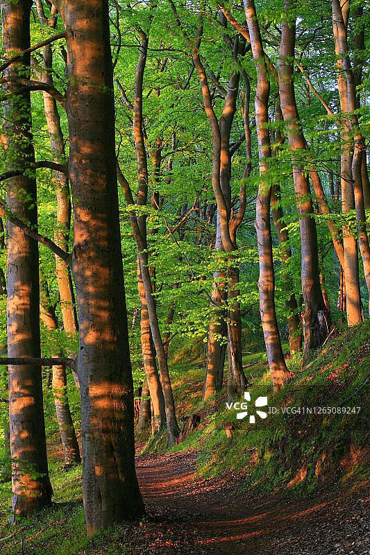 德国梅克伦堡湖区山毛榉森林的傍晚氛围图片素材