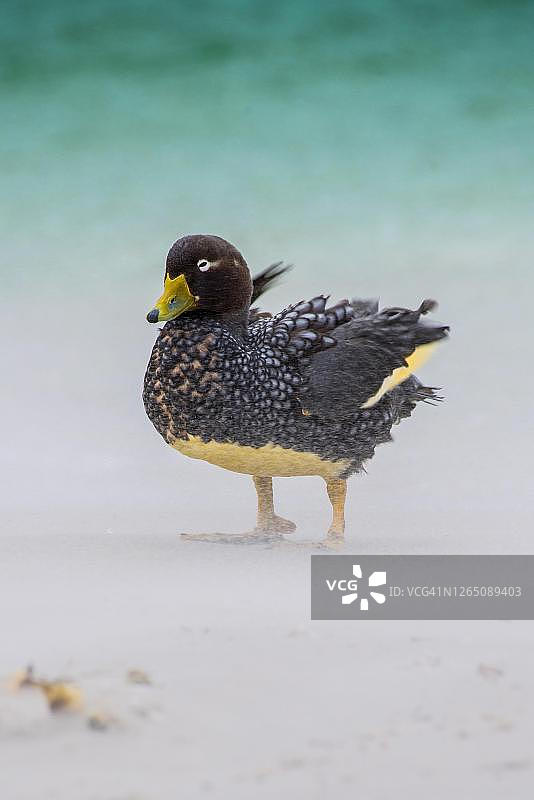 沙尘暴中的麦哲伦海峡鸭（短翅水鸭），卡卡斯岛，马尔维纳斯群岛图片素材