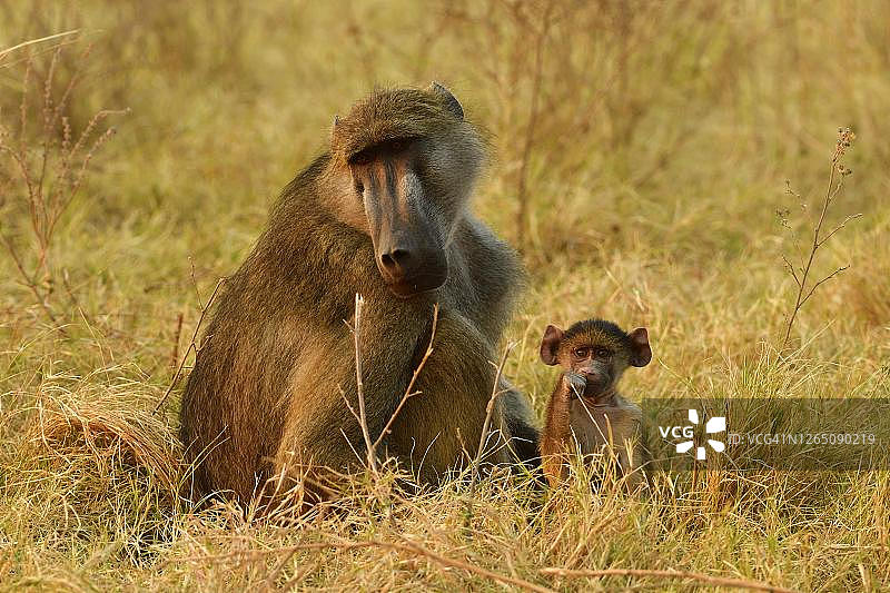 博茨瓦纳乔贝国家公园的豚尾狒狒母子图片素材