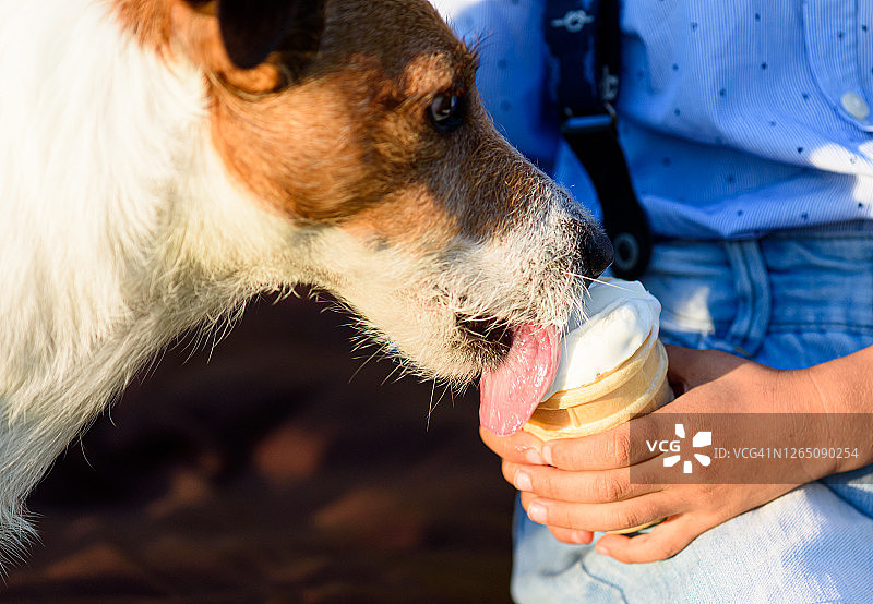 炎热的夏日，小狗从年轻主人的手中吃冰淇淋图片素材