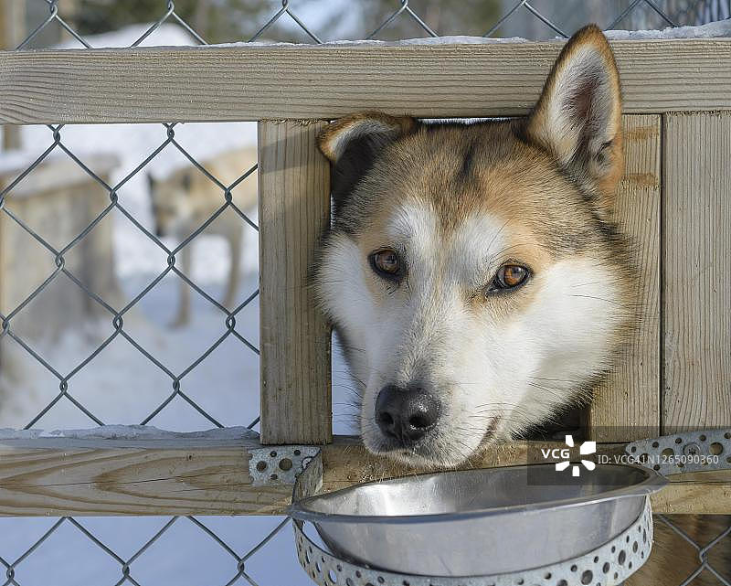 狗舍里的哈士奇犬，瑞典北博滕省图片素材