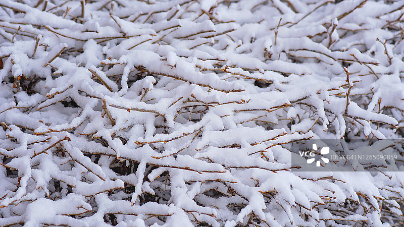 雪覆灌木纹理图片素材