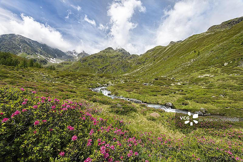 德班特巴赫与锈叶alpenrose(铁杜鹃花)，德班塔尔，Hohe Tauern国家公园，东蒂罗尔，蒂罗尔，奥地利图片素材