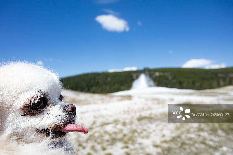 老忠实喷泉旁的狗图片素材