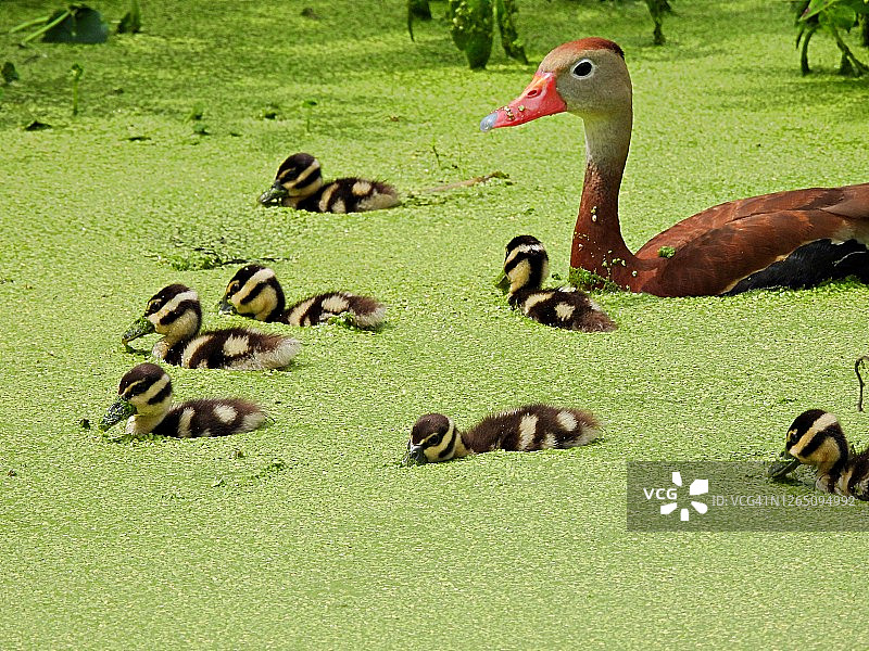在佛罗里达湿地满是浮萍的水域中游泳的黑腹树鸭和幼鸭图片素材