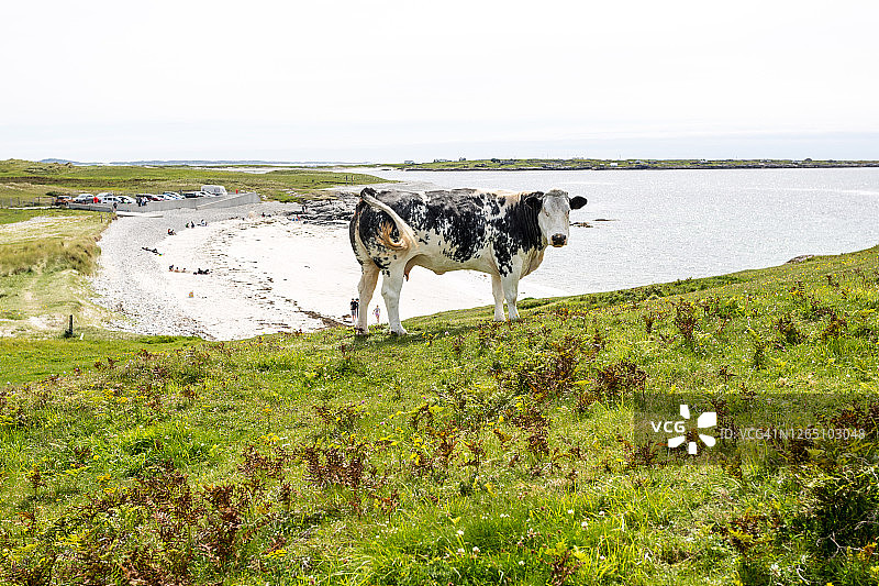 站在俯瞰海滩的山上的奶牛图片素材