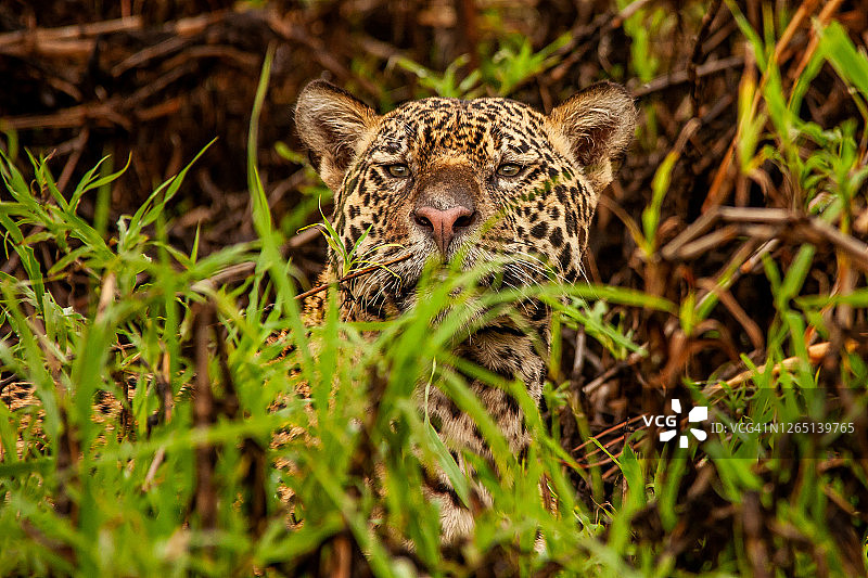 一只美洲虎（Panthera onca）躺在库亚巴河畔植物丛中，看着镜头的肖像图片素材