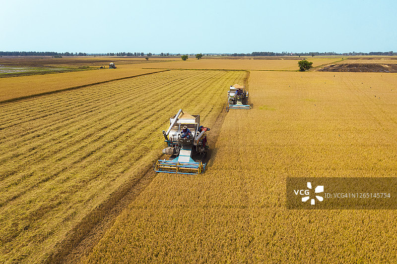 黄色稻田里工作的联合收割机鸟瞰图图片素材