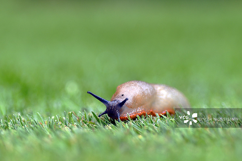 不慌不忙的大红蛞蝓图片素材