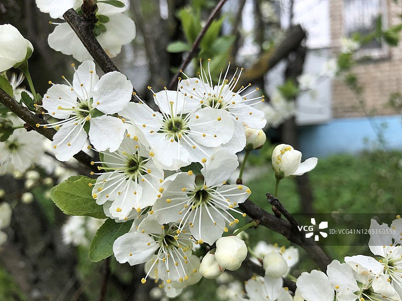 绿叶枝头的樱花图片素材