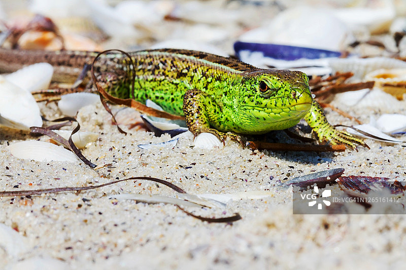 沙滩上的绿蜥蜴（绿蜥蜴属）图片素材